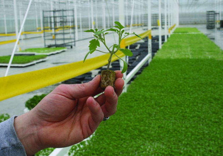 16 acres of growth potential in Jarvis greenhouse