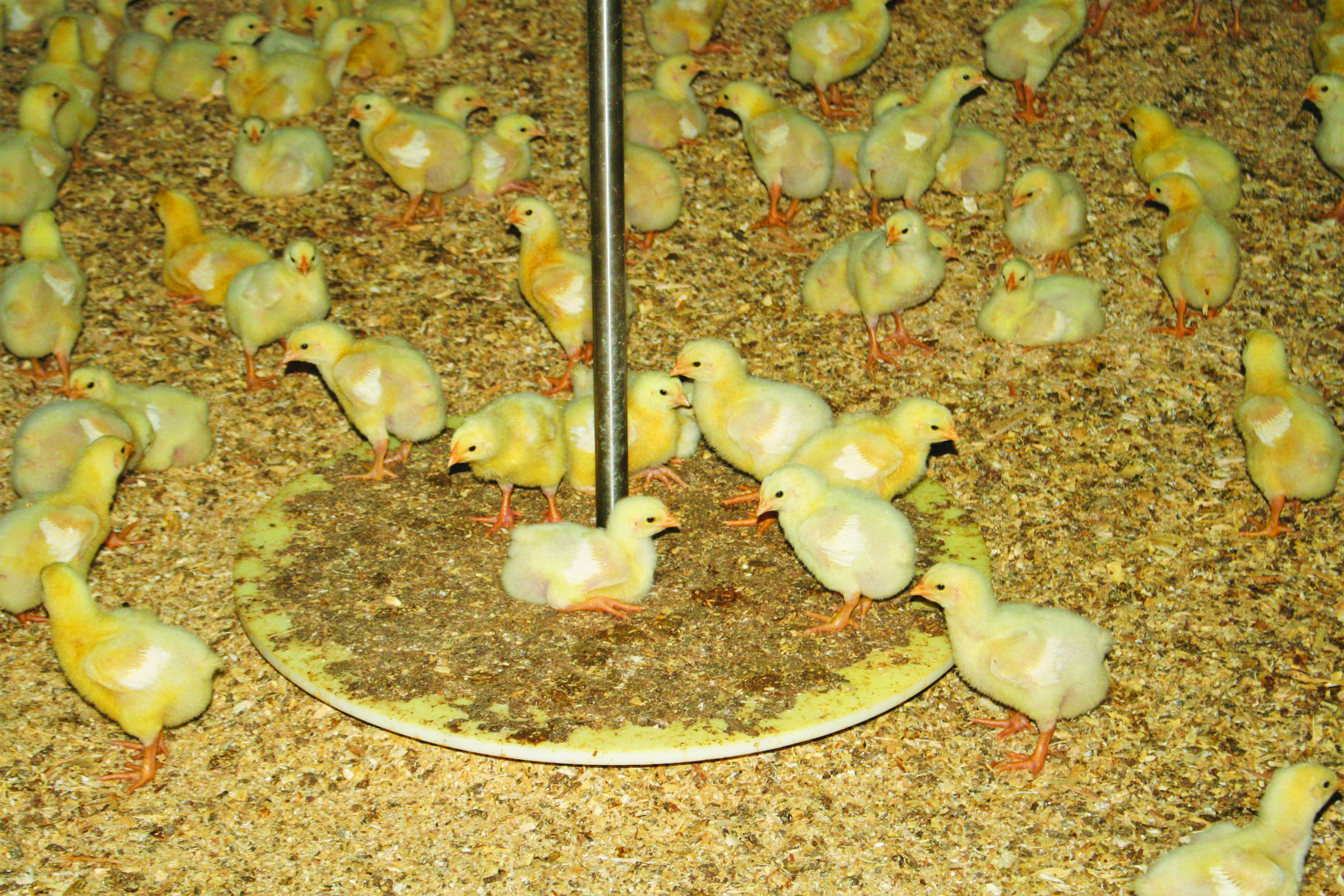 Featured image for Technology helps poultry farm grow in Haldimand