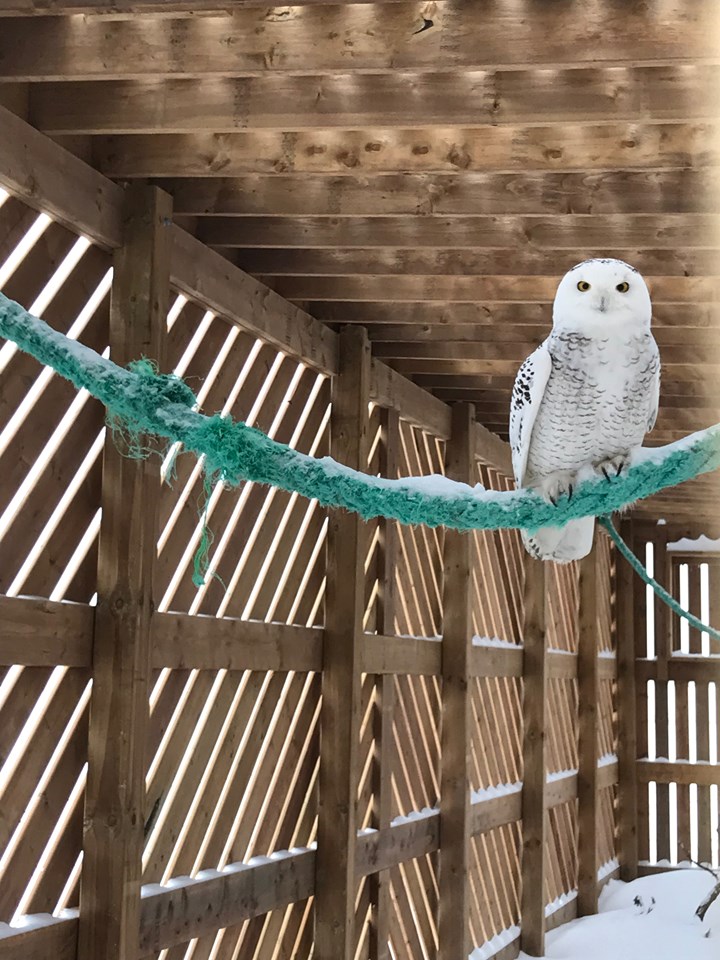 Own inside a long flight enclosure