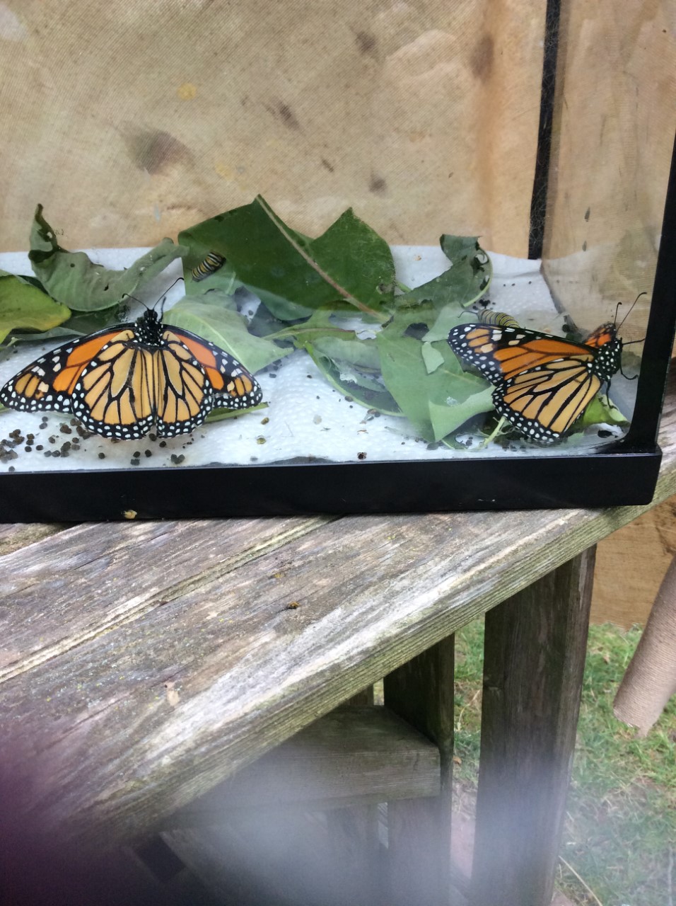 Featured image for Don Young: The butterfly whisperer