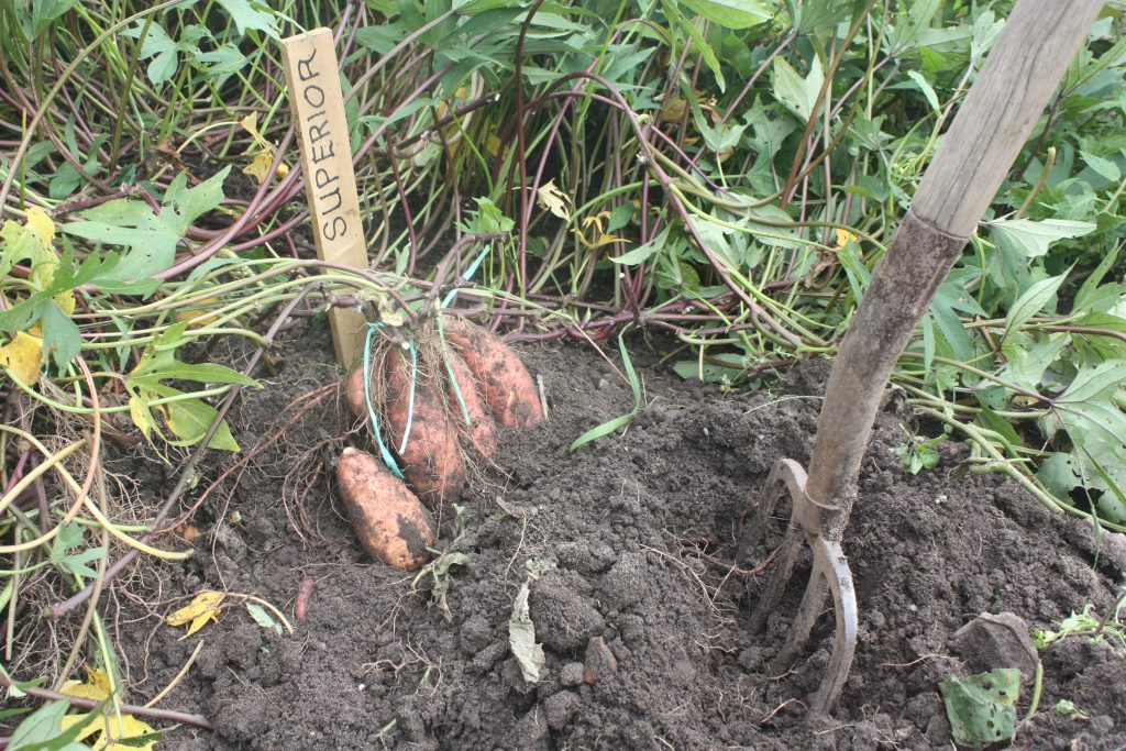 Sweet Potatoes It’s Harvest Time The Haldimand Press