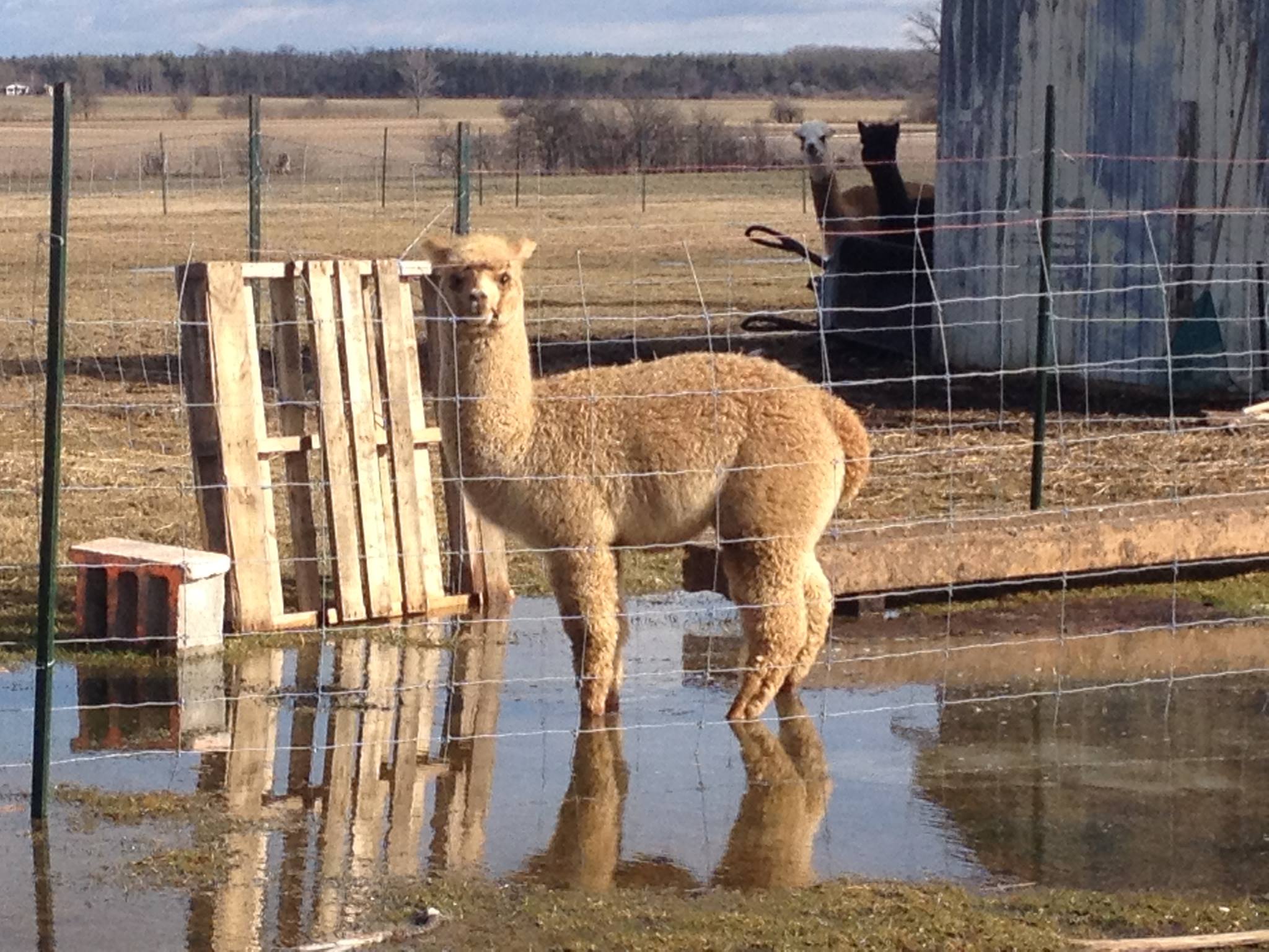 Featured image for Husky alpaca ranch offers Haldimand a unique blend of services