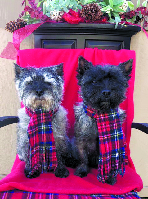 Featured image for Happy Howl-idays!