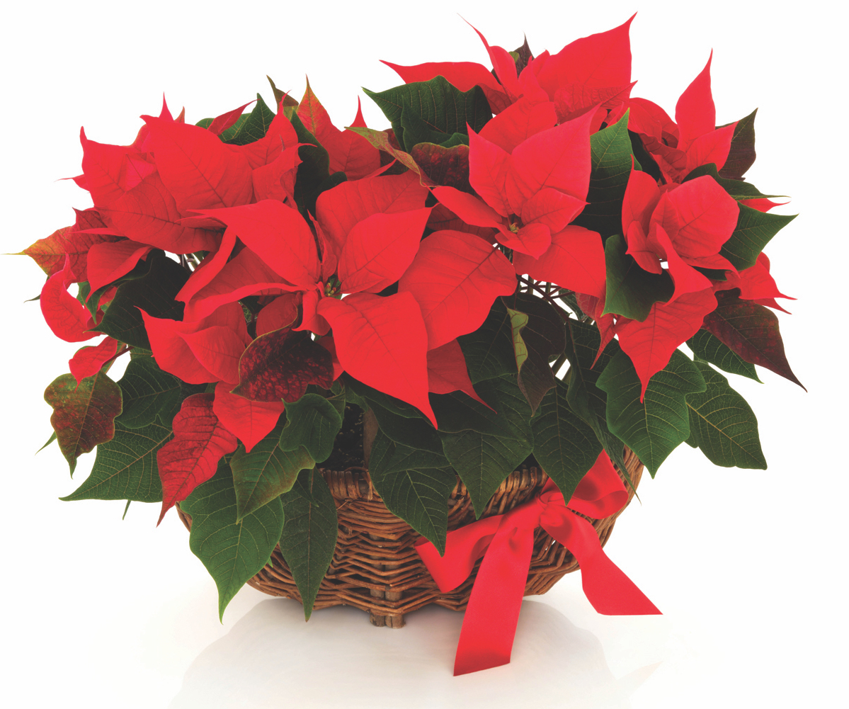 Featured image for Are poinsettias poisonous?