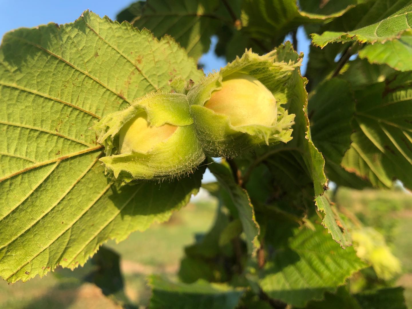 Featured image for Growing “Better trees faster”: Earthgen tree nursery using EMIPP technology