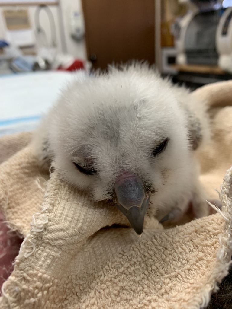 Featured image for Hobbitstee Wildlife Refuge: Welcoming the first  baby of the year