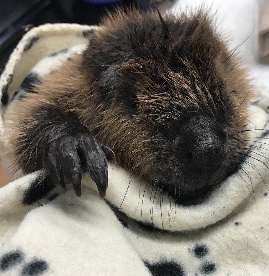 Featured image for Hobbitstee Wildlife Refuge: Beaver makes a healthy recovery