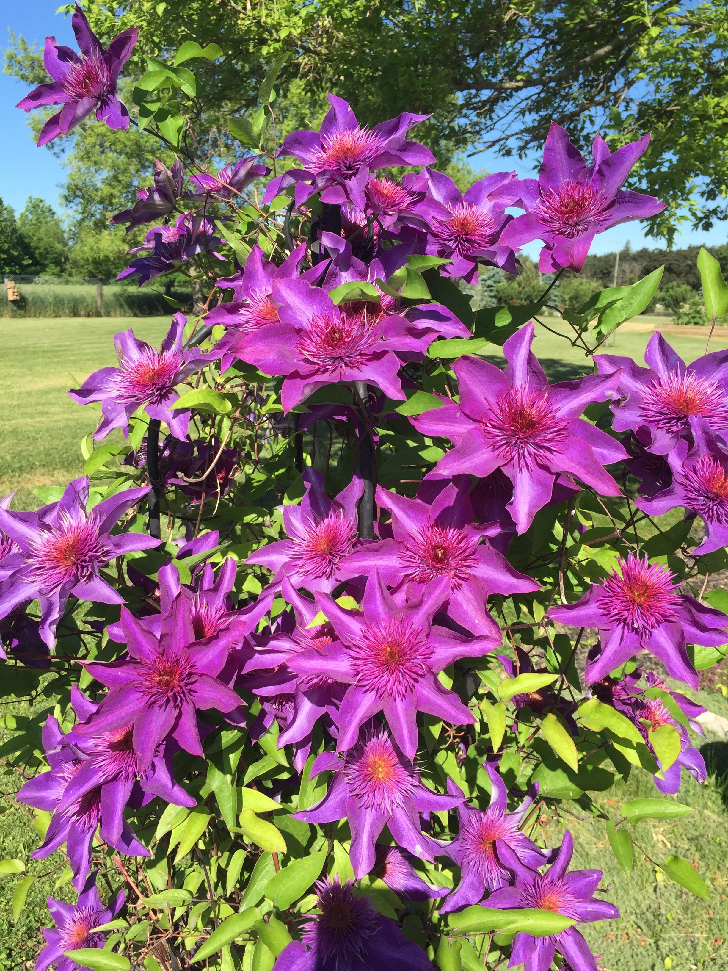 Featured image for Horticultural therapy and the psychological benefits of gardening