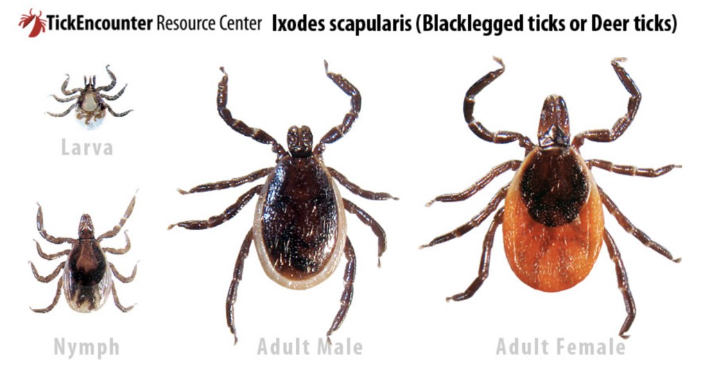 Residents reminded to take precautions against ticks with arrival of