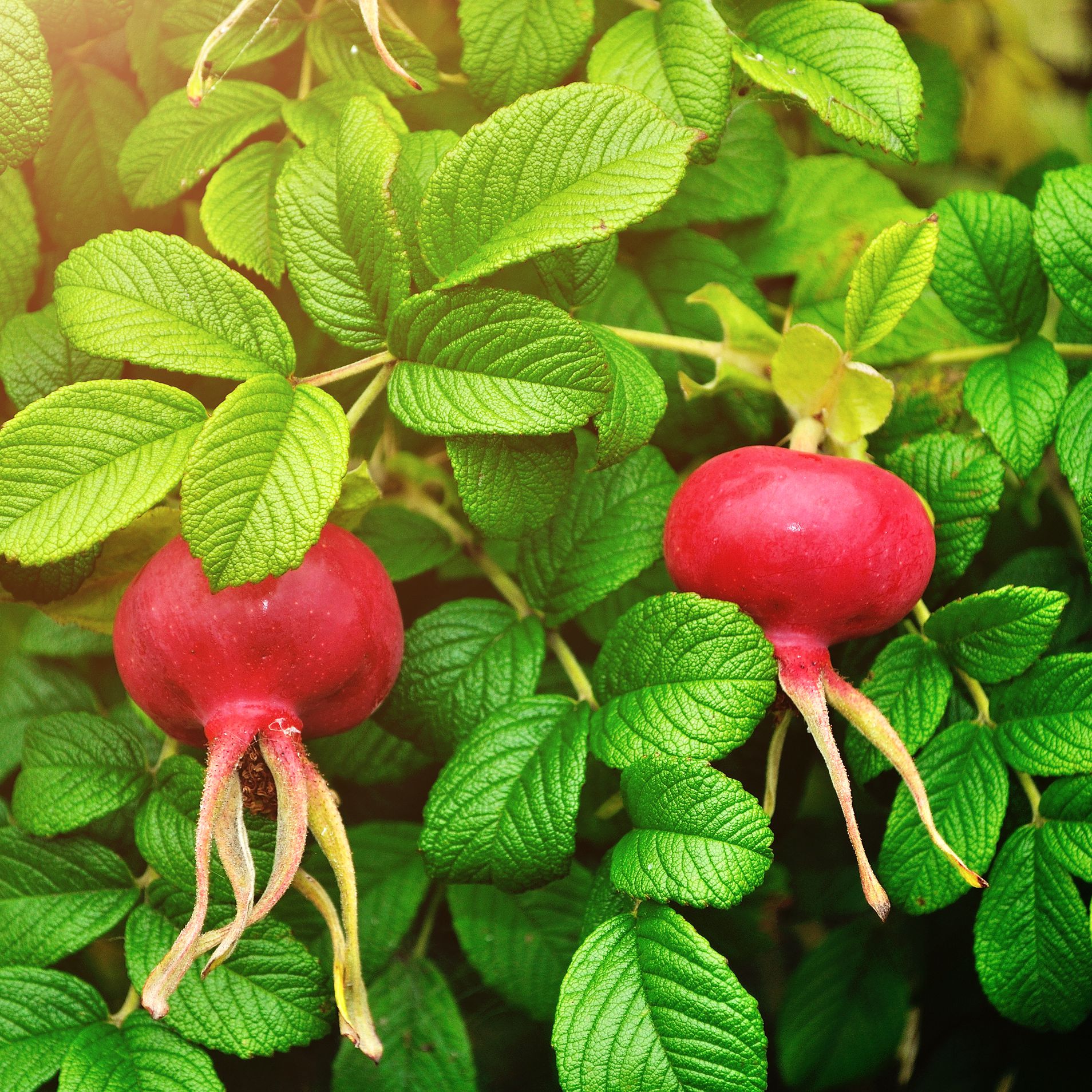 Featured image for What you can do with a rose