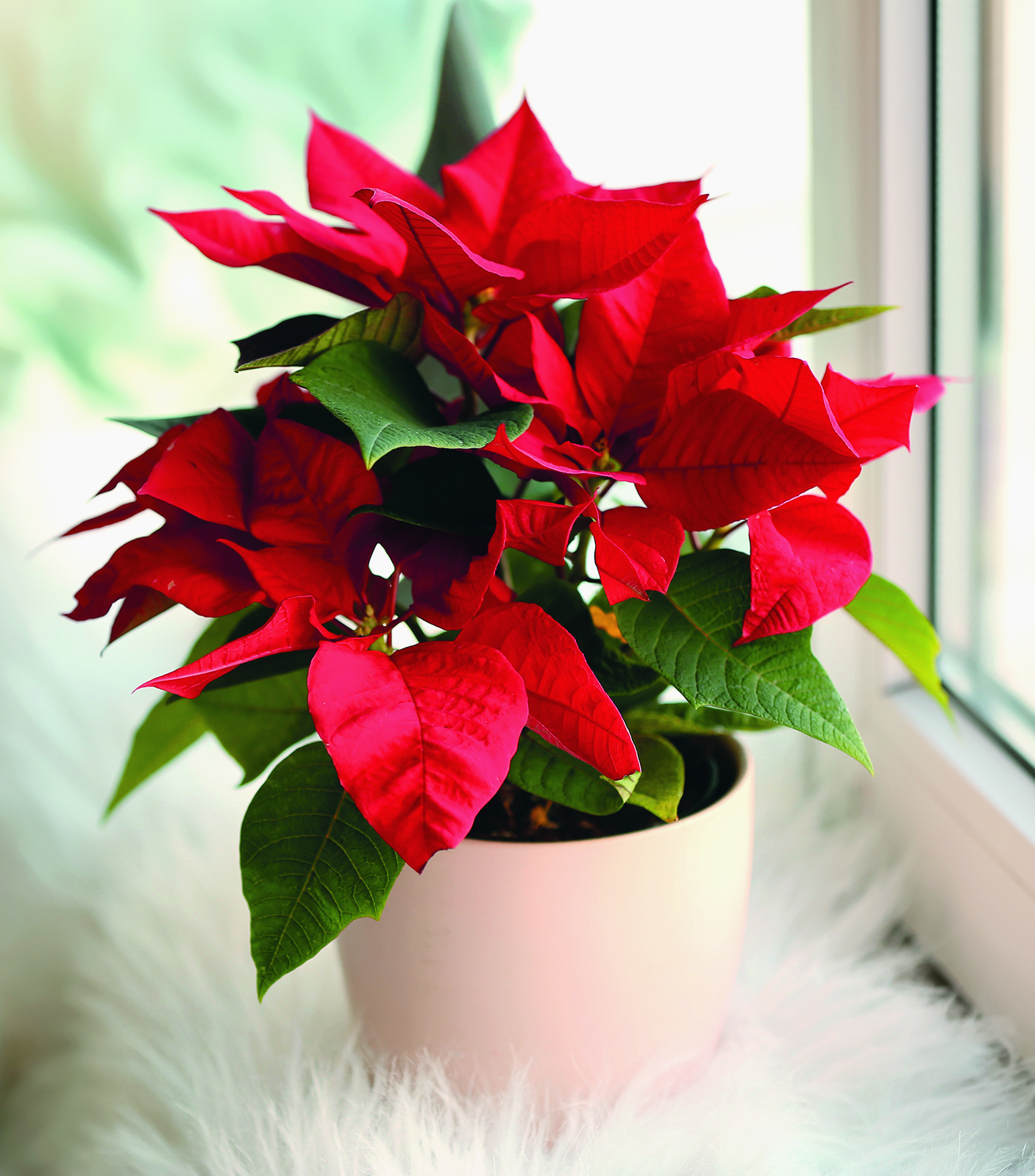 Get Growing How to keep your poinsettia all year The Haldimand Press