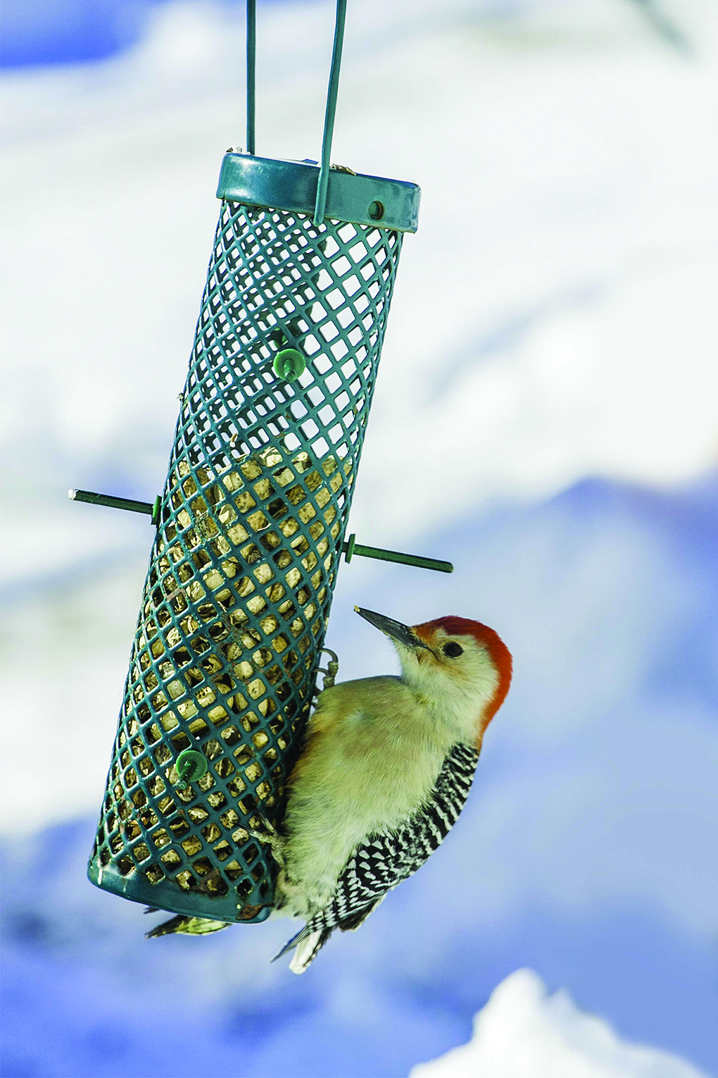 Featured image for Hobbitstee Wildlife Refuge partnering with LTC facilities
