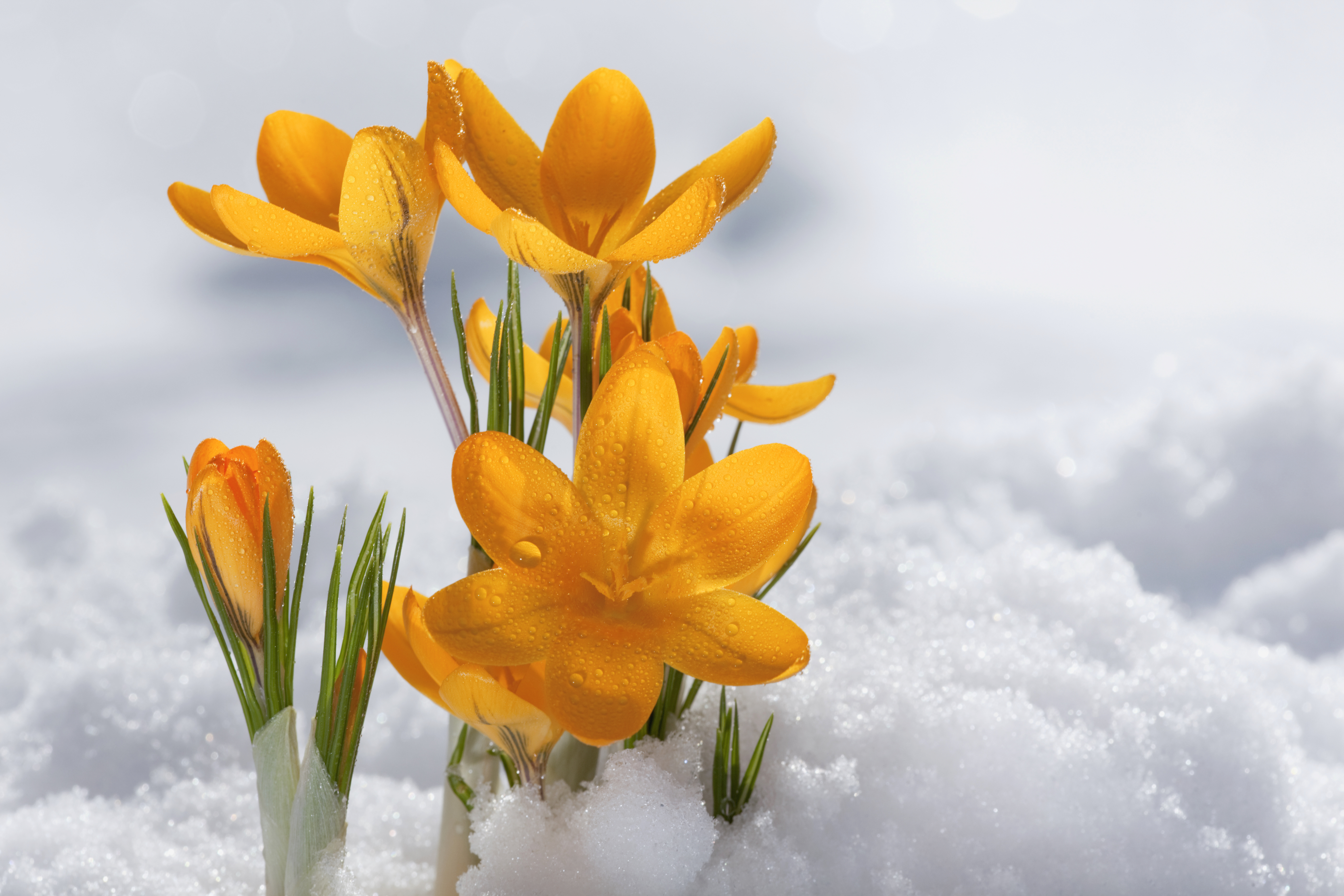 Featured image for Get Growing: How does snow help your garden beds?