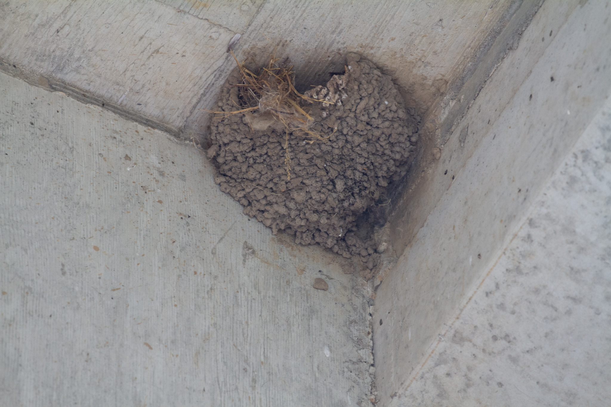 Featured image for Thousands sign petition to save Caledonia Cliff Swallow colony