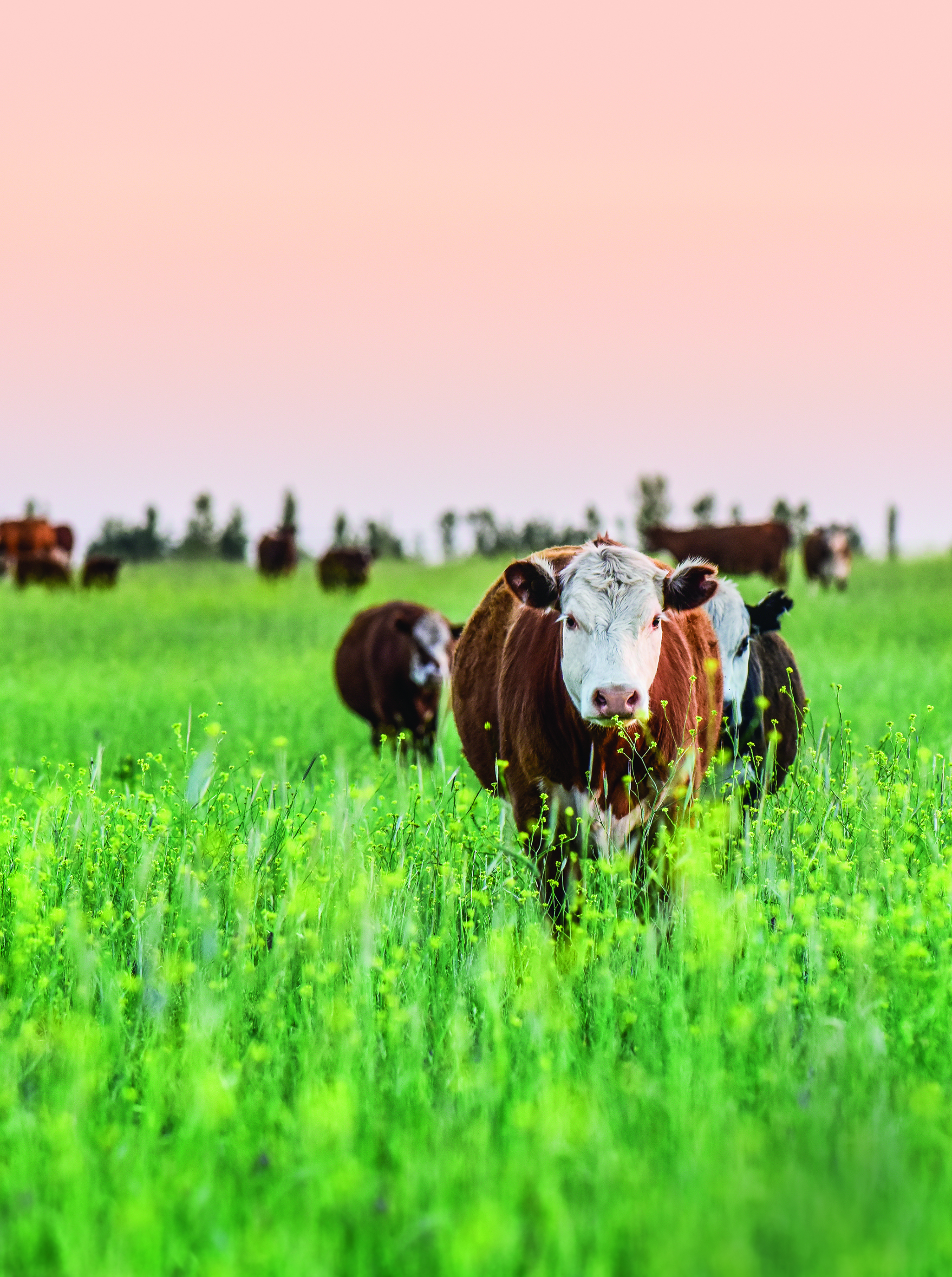 Featured image for Welcome to our annual Farms: Spring Edition