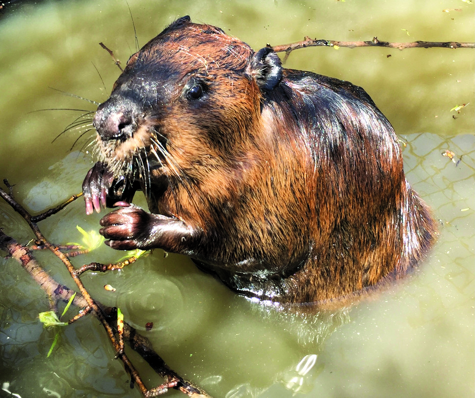 Featured image for Hobbitstee demonstration sites to teach landowners humane handling of beavers