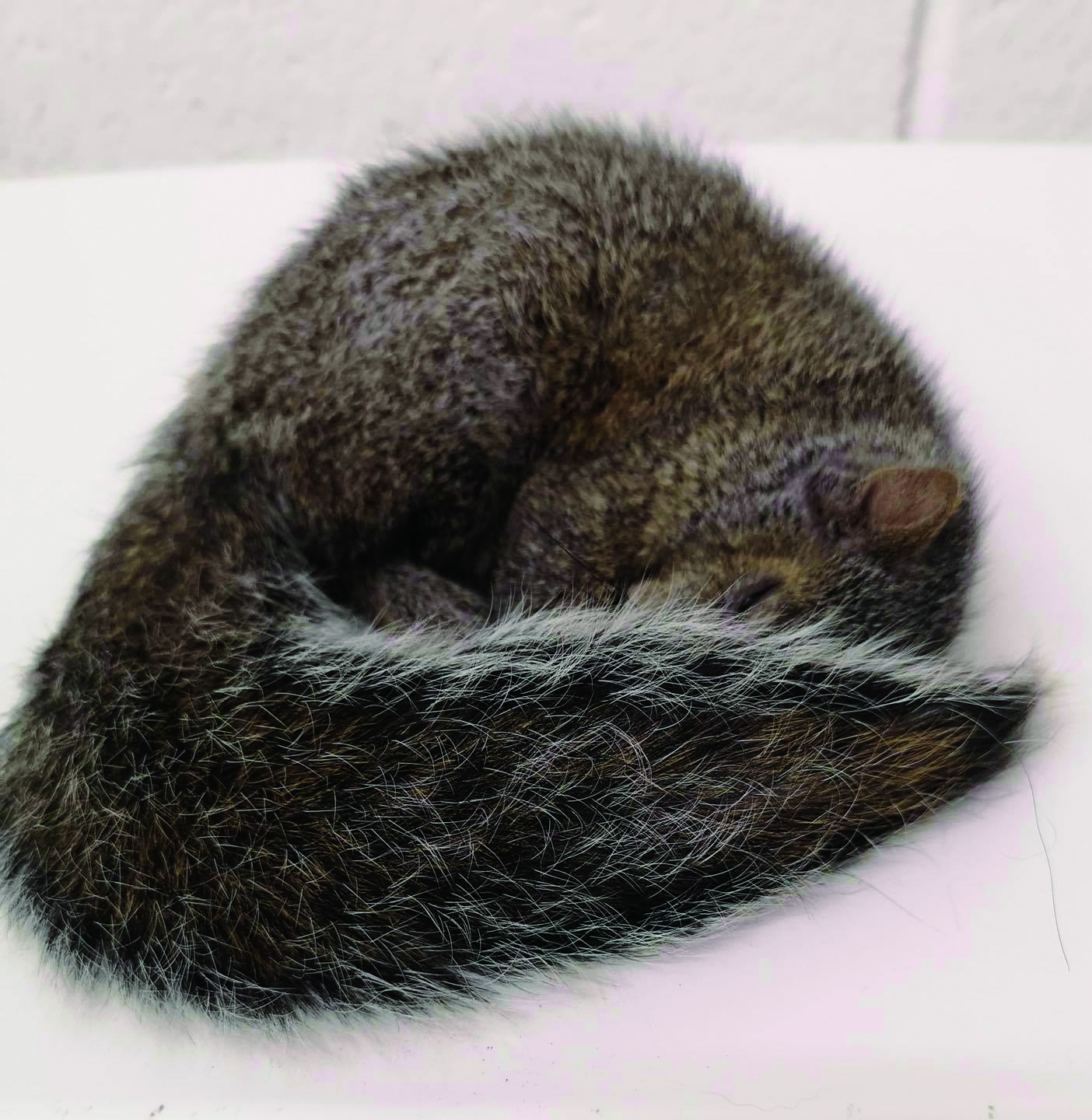 Featured image for Hobbitstee Wildlife Refuge urges parents to teach kids compassion for animals