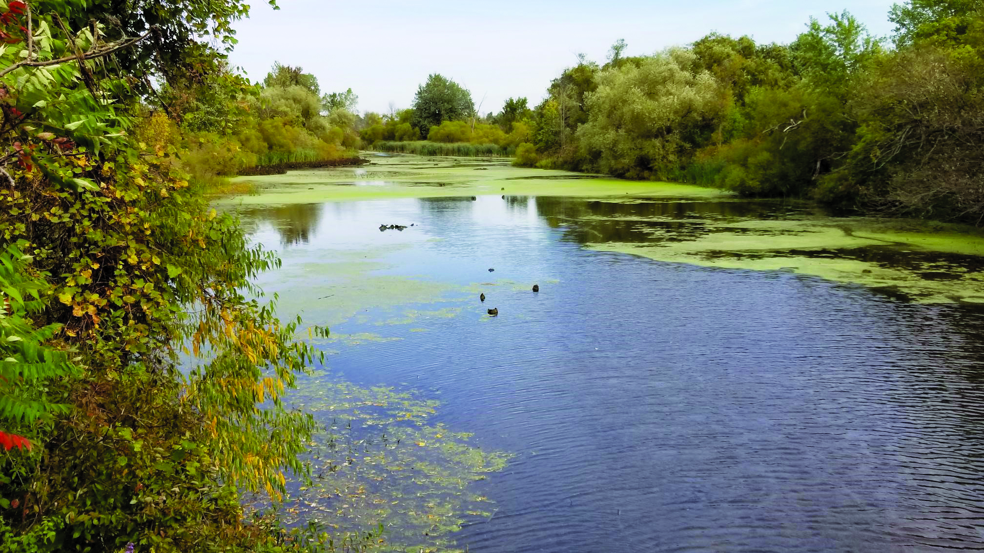Featured image for Ducks Unlimited Canada to perform maintenance work on local wetland preserve
