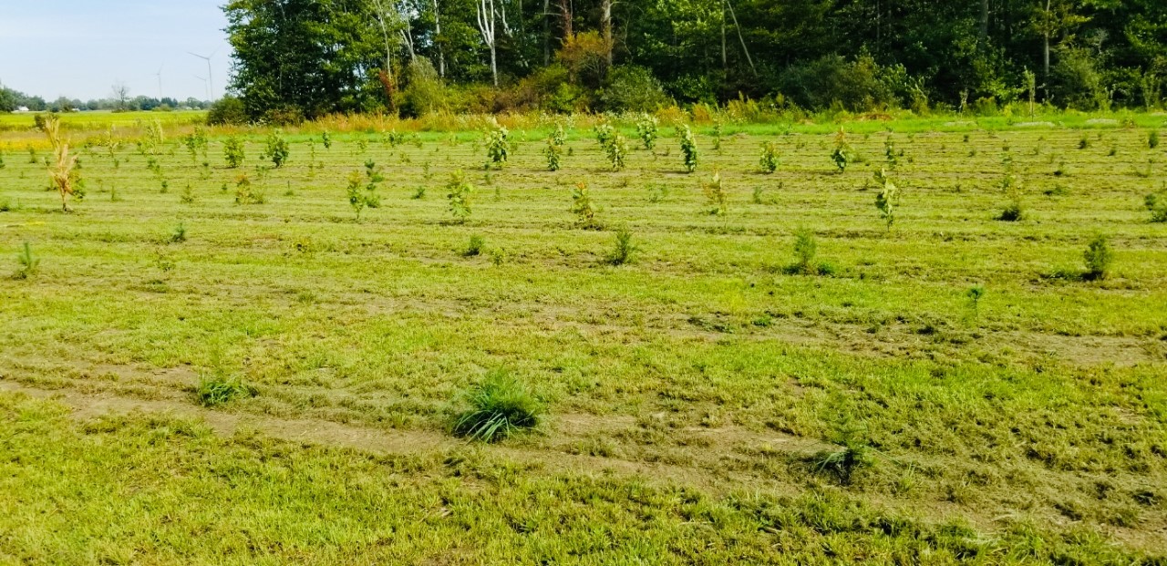 Featured image for Haldimand Stewardship Council plants 29,000 trees