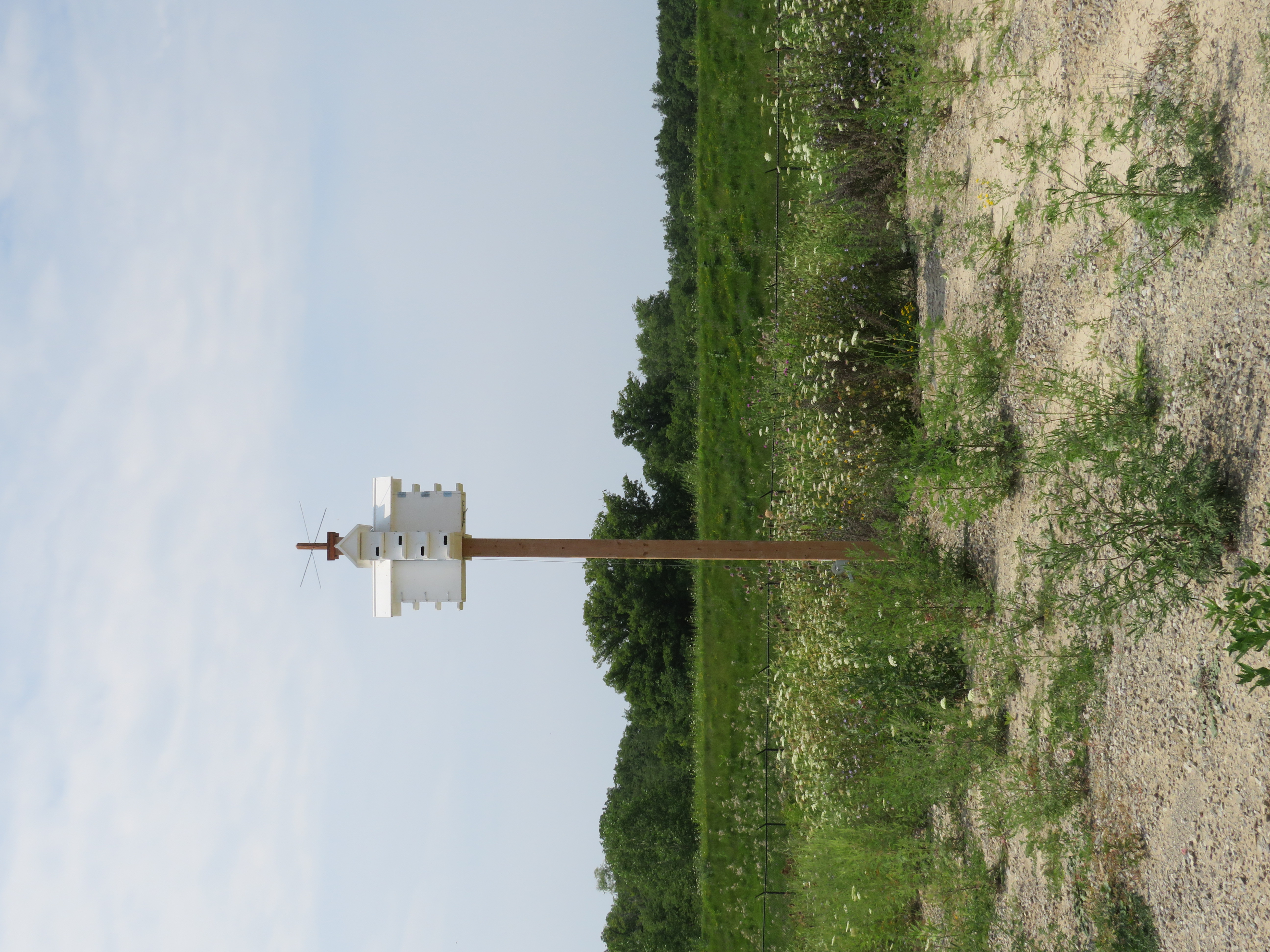Featured image for Nature Canada studying massive swallows roost near Dunnville