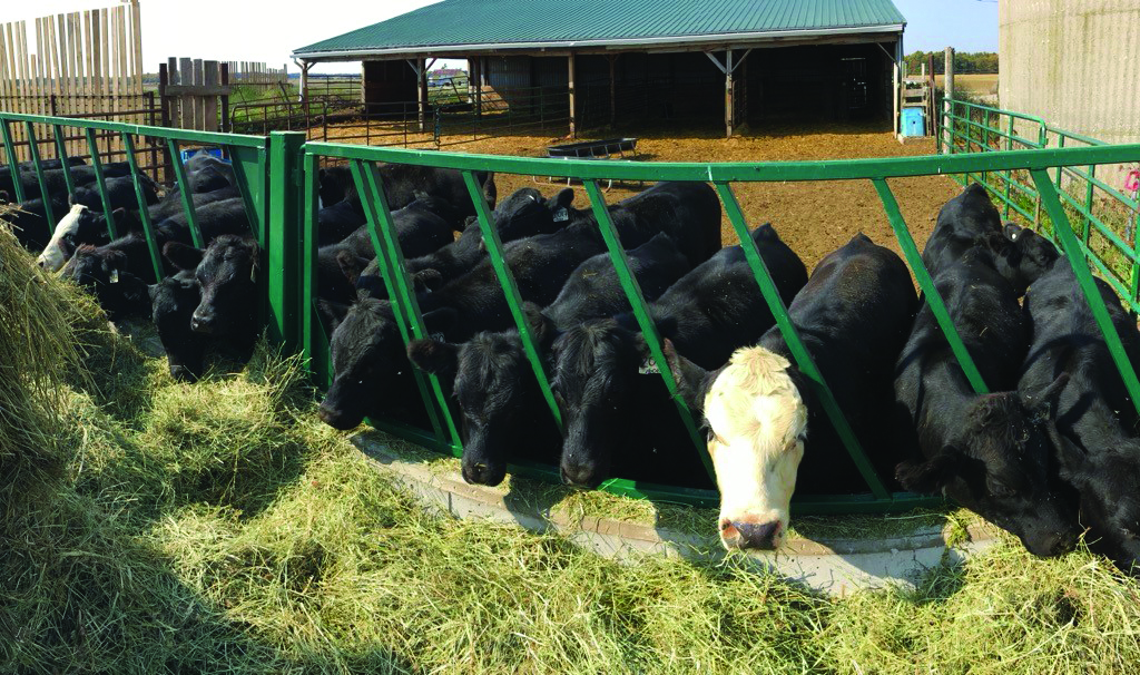 Featured image for Local beef farmer lists agricultural hopes for new MP