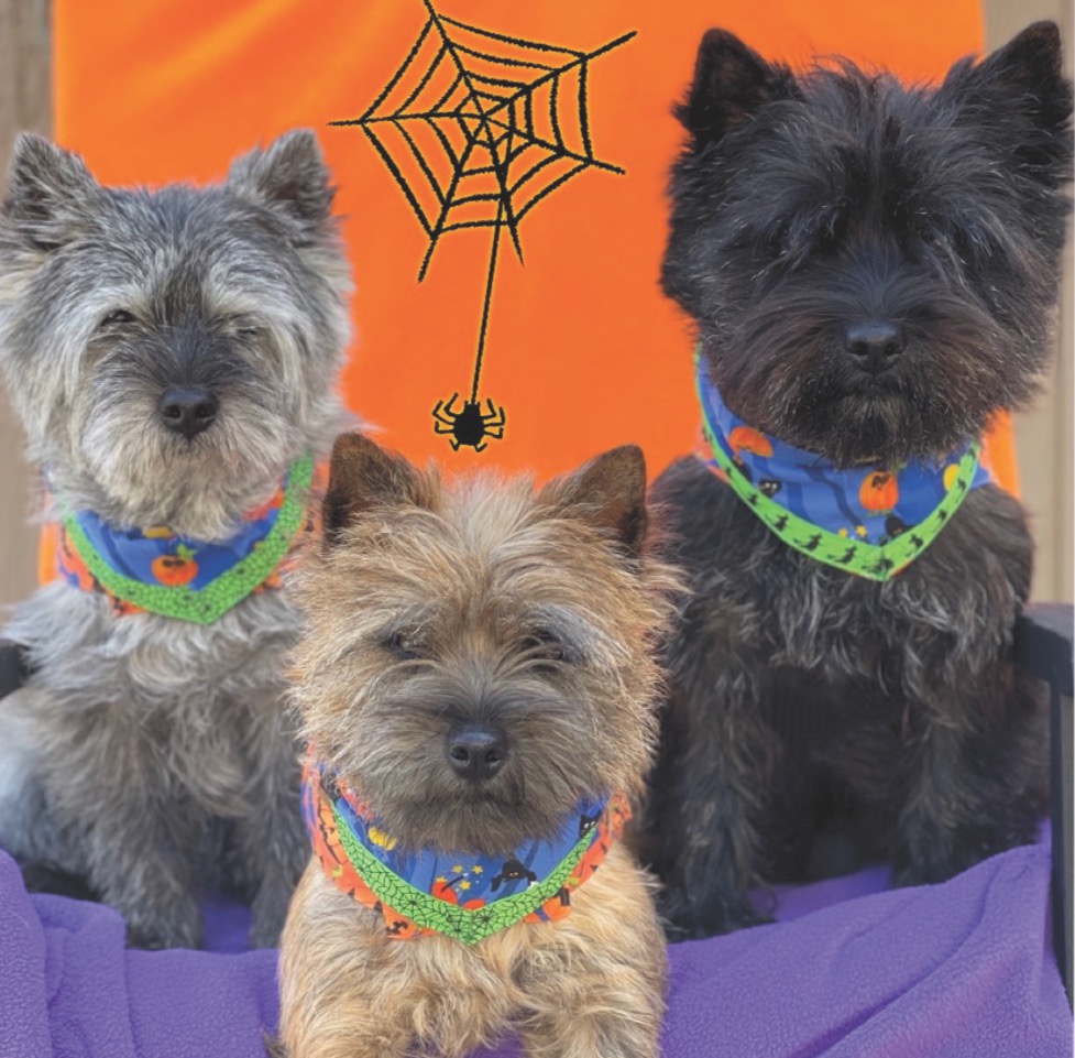 Featured image for Therapy dog visits resume in-person