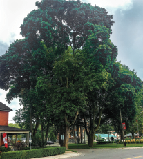 Featured image for Letter to the editor—Funeral for a friend