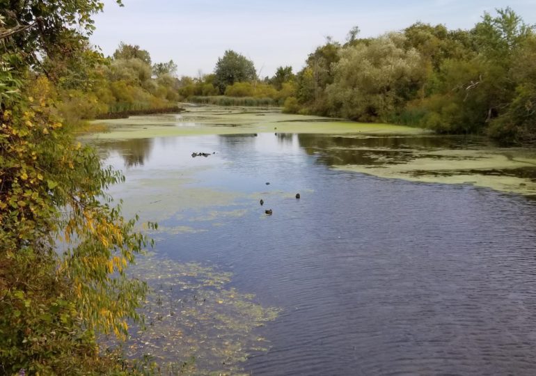 Ducks Unlimited Canada finishes restoration work at Thompson Creek Park