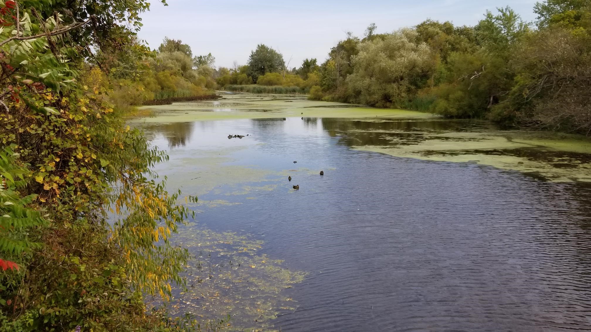 Featured image for Ducks Unlimited Canada finishes restoration work at Thompson Creek Park