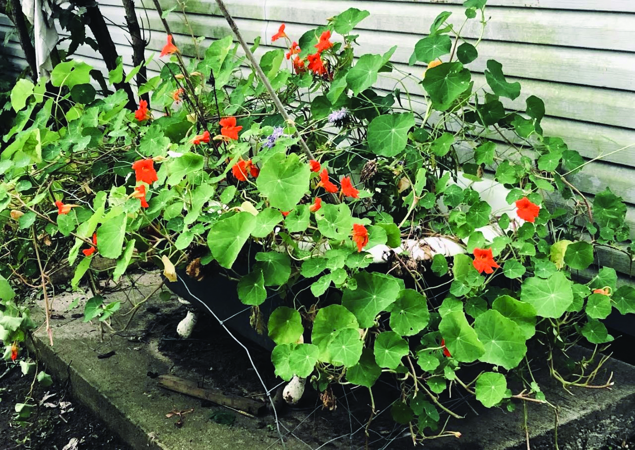 Featured image for Time to get growing with nasturtiums