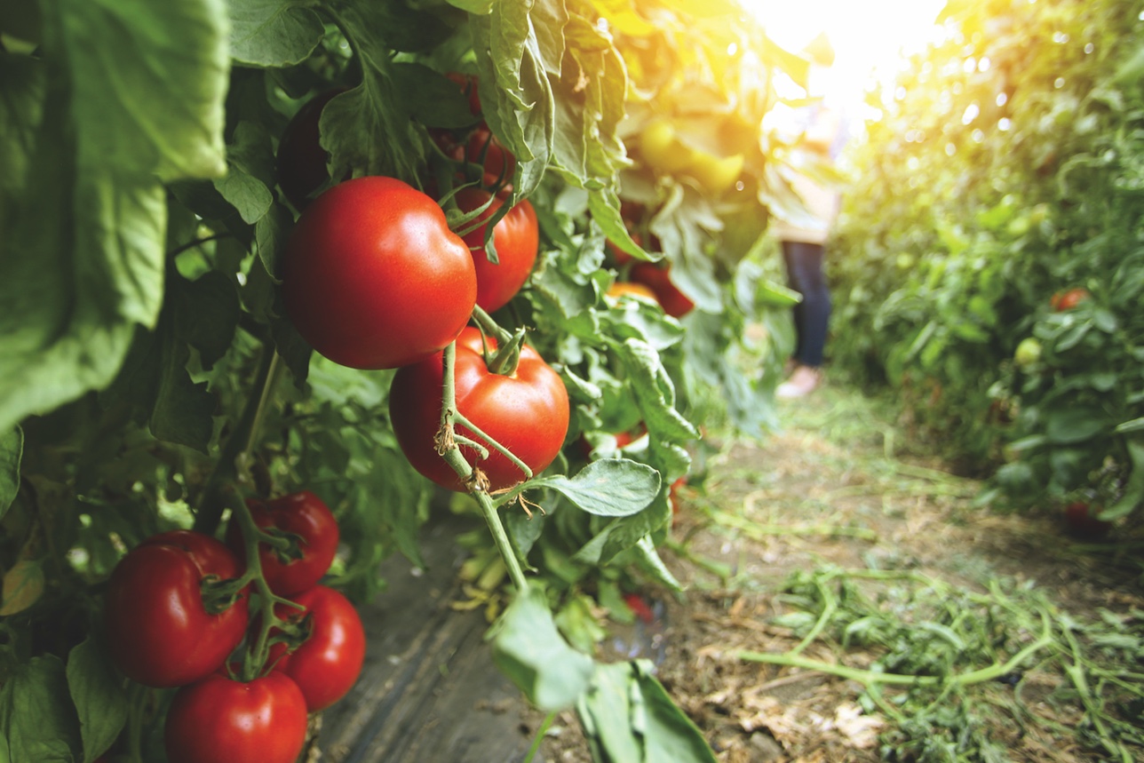 Featured image for Vegetable Gardening facts new gardeners should know