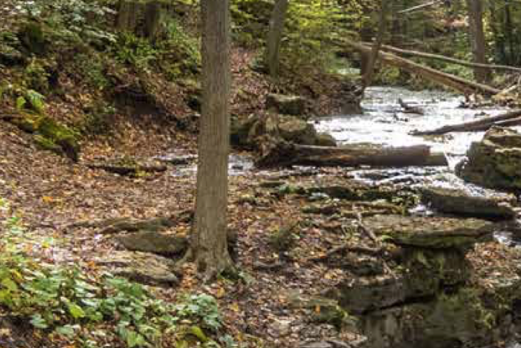 Featured image for NPCA annual report higlights efforts in county, record park attendance