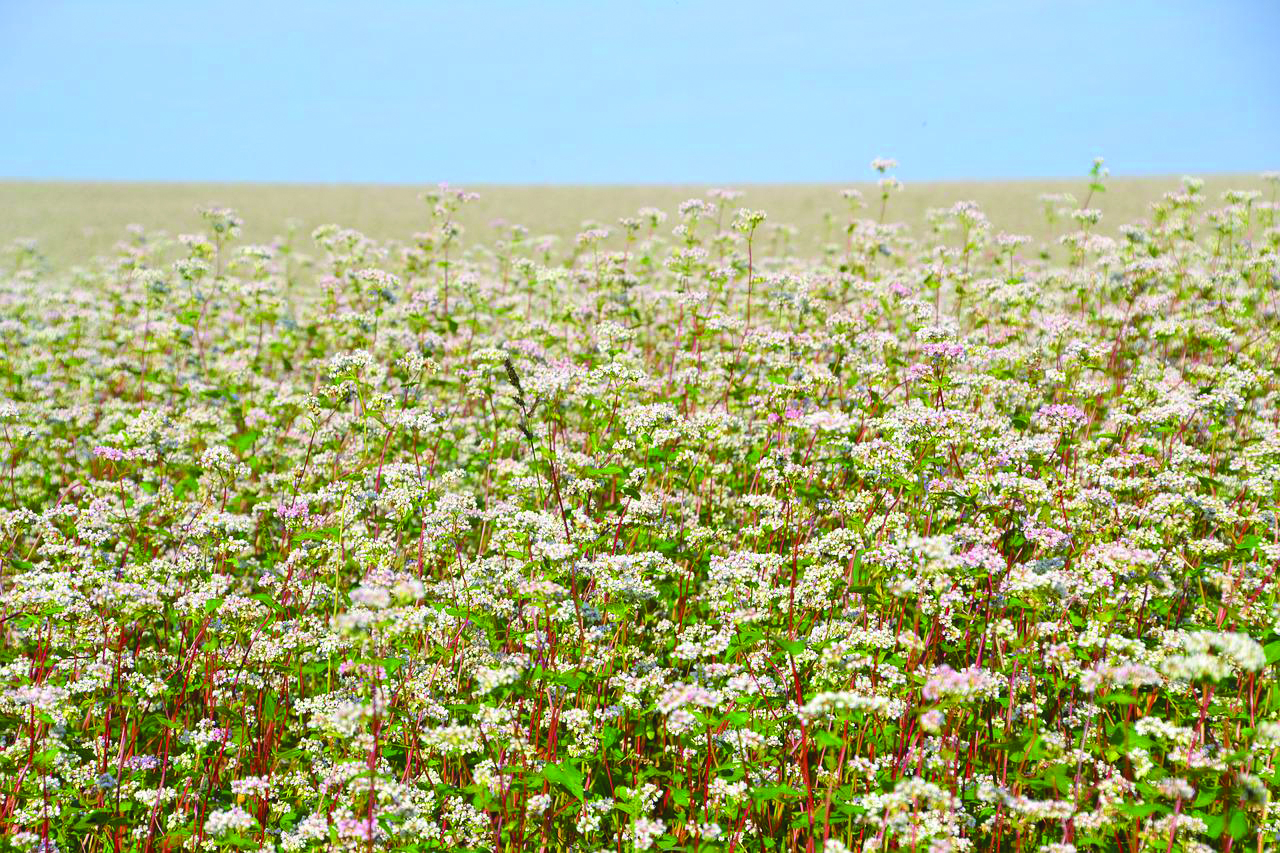 Featured image for Cover crop funding now available throughout the Grand River watershed