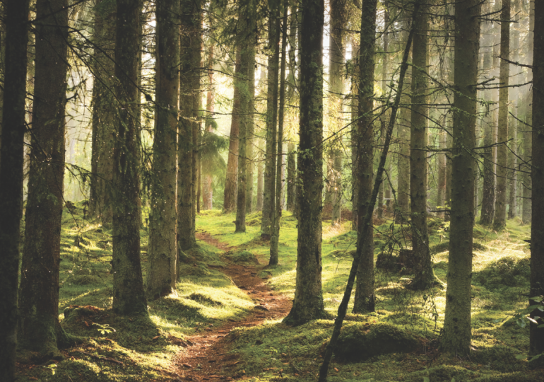 Forests Ontario planted 2.5M trees in Ontario this season The