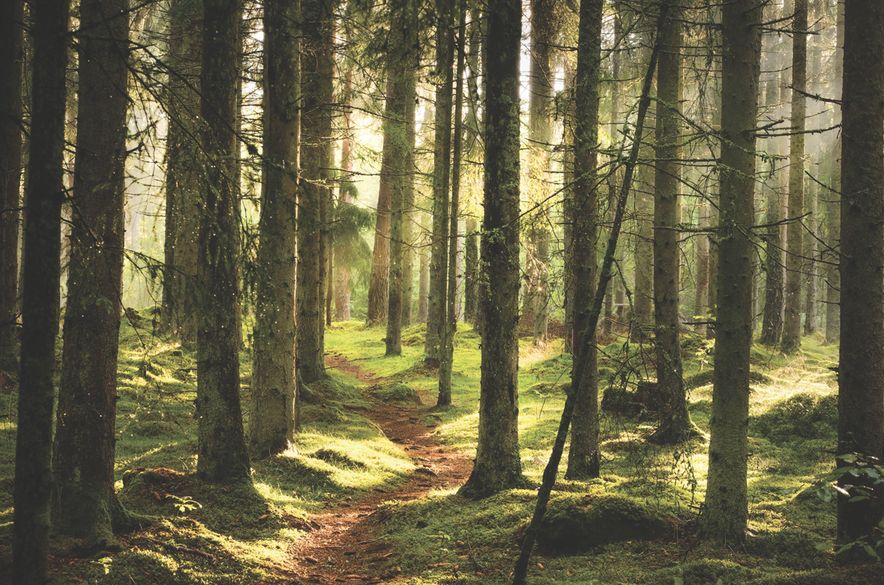 Featured image for Forests Ontario planted 2.5M trees in Ontario this season