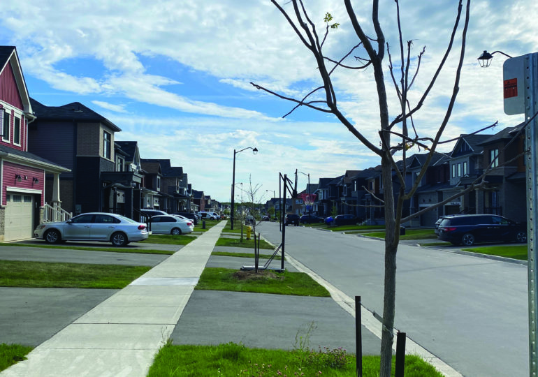 Dead street trees in Caledonia are source of frustration for residents of Avalon subdivision