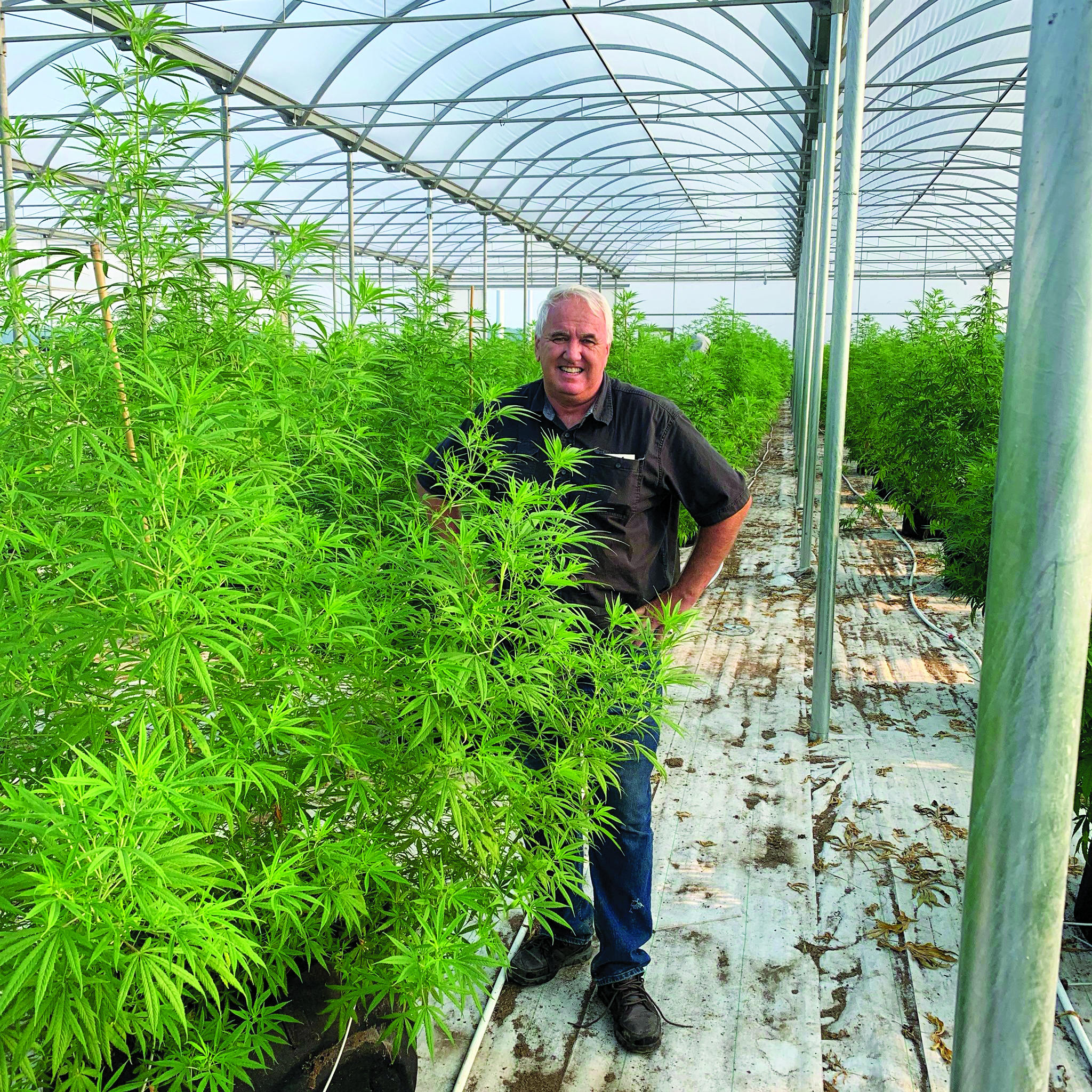 Featured image for Local farm growing new strain of CBG, involved in study with University of Guelph