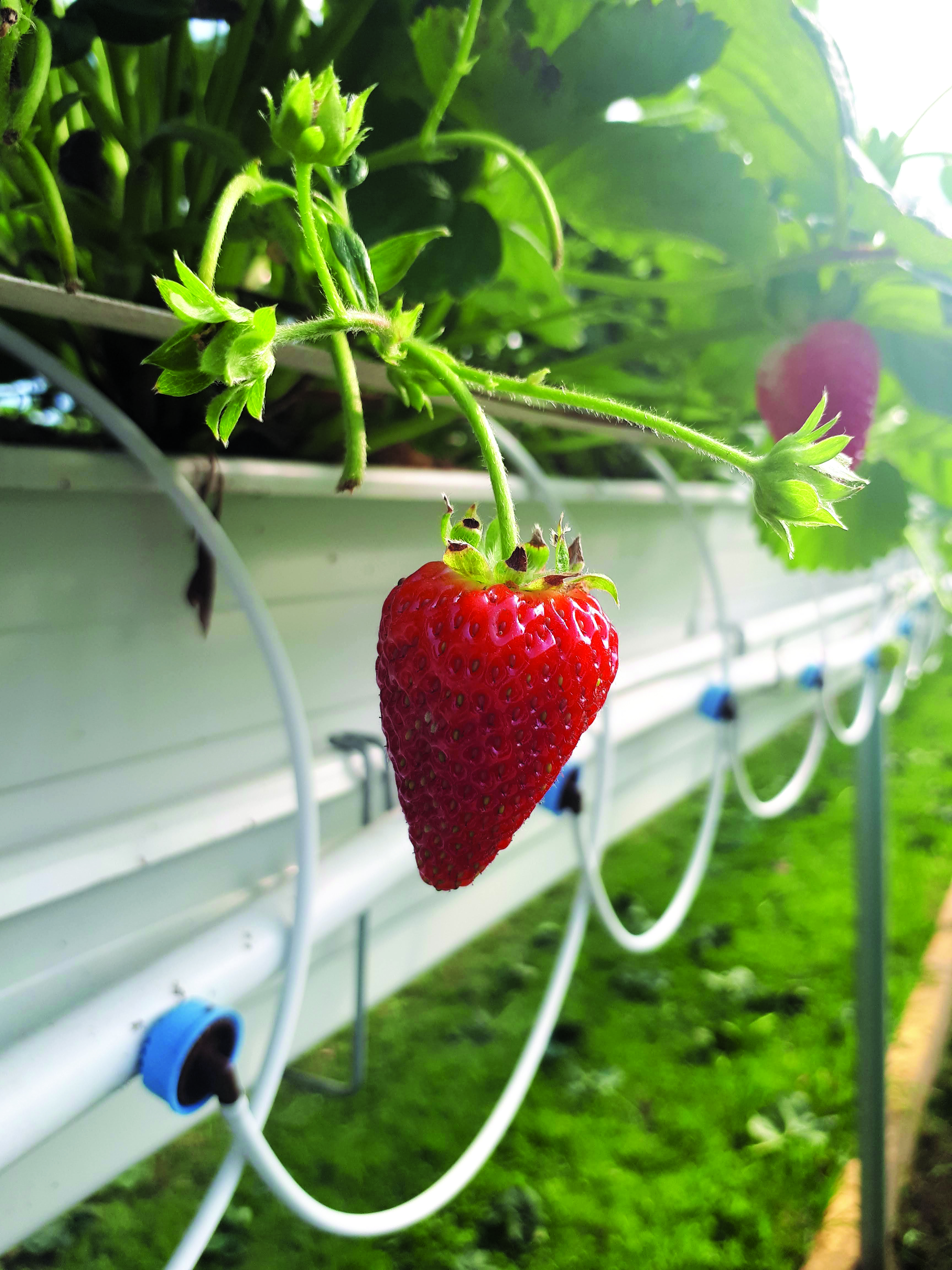 Featured image for River’s Edge Haven of Hope Farm: Re-thinking farming from the ground up!