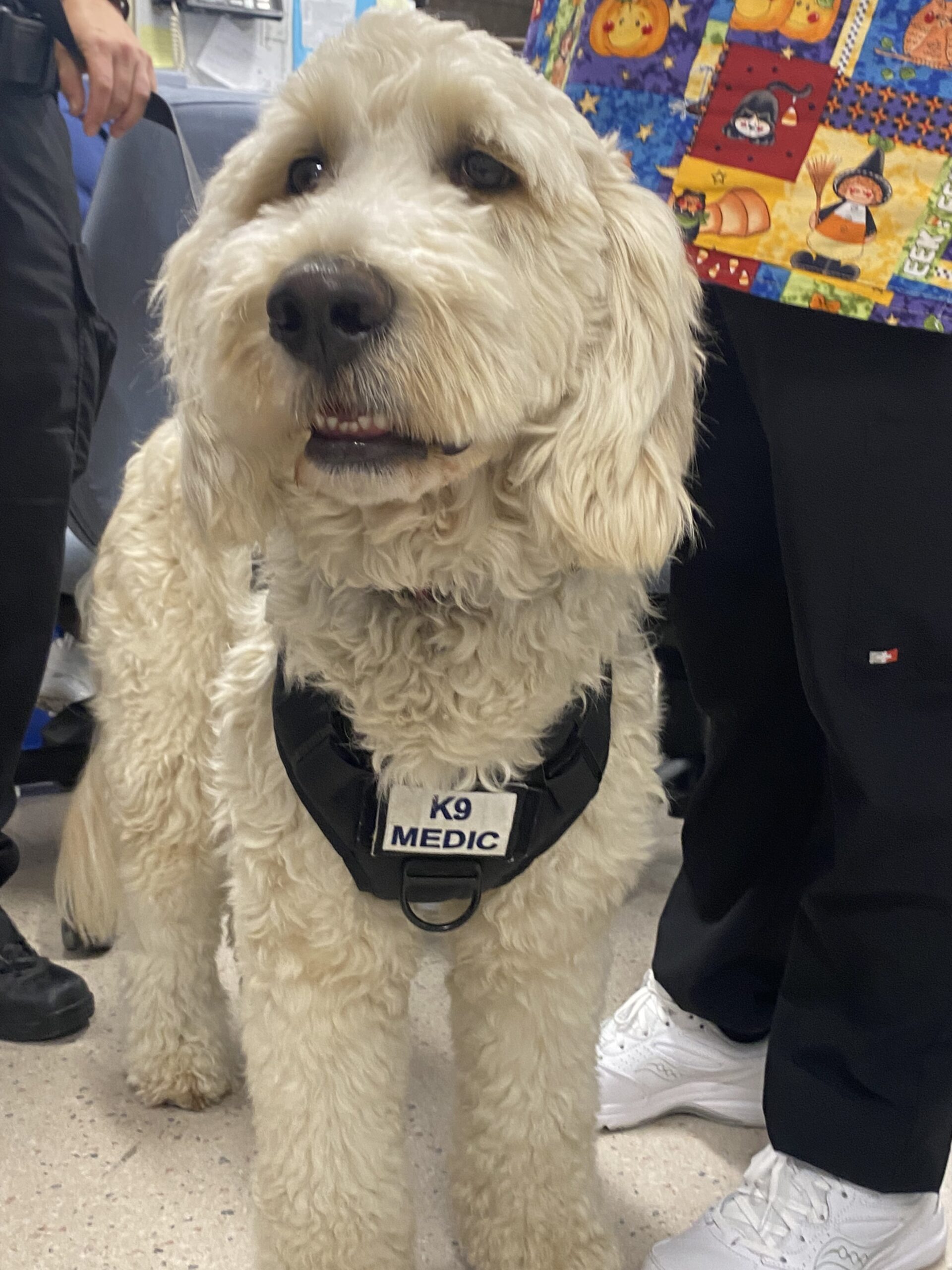 Featured image for All in a day’s work: A look at Haldimand’s innovative Community Paramedic program, featuring Tanner the wellness dog