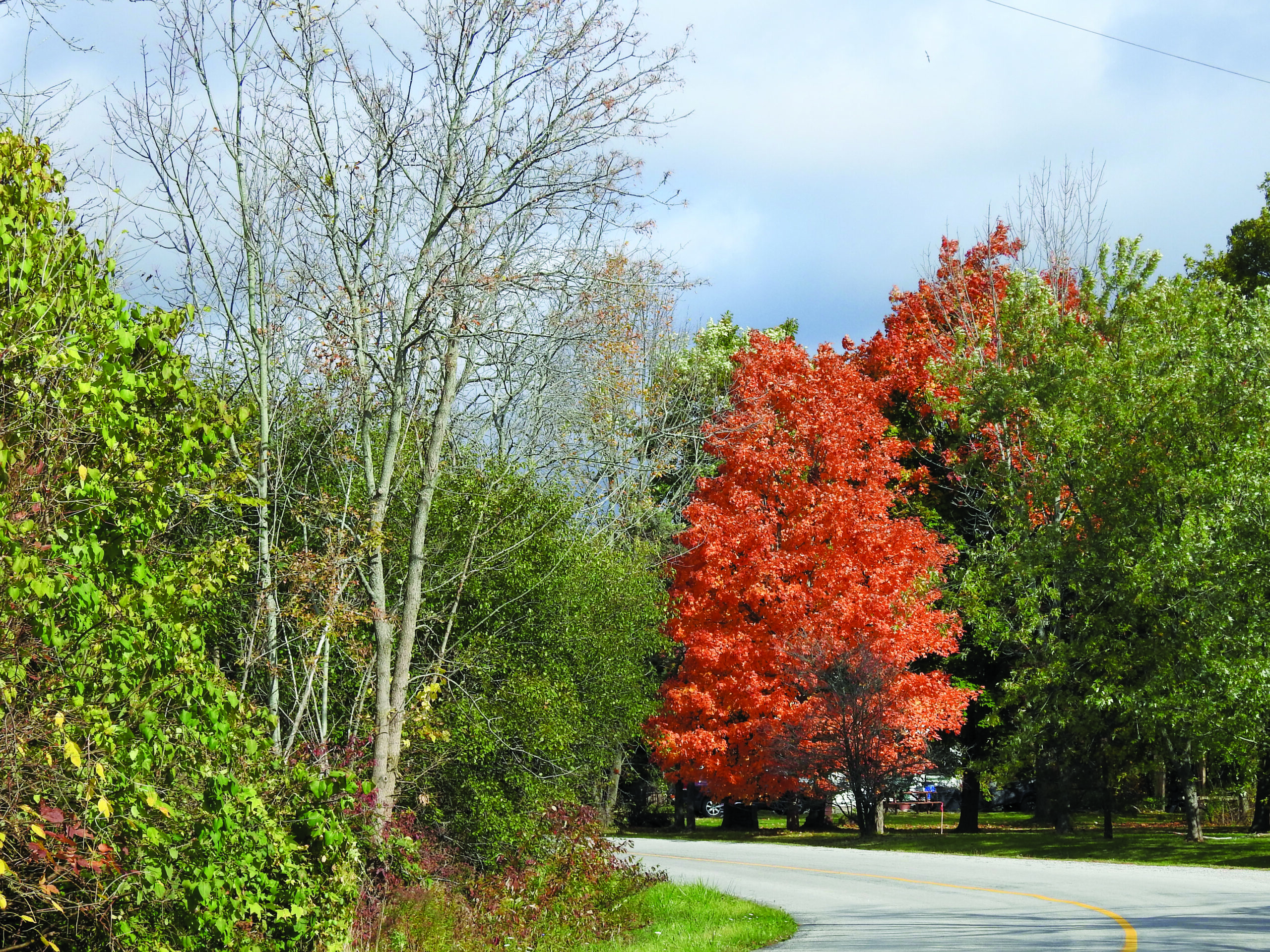 Featured image for Haldimand to enact first-ever County Tree Bylaw