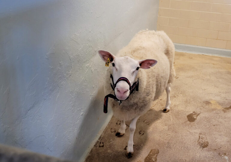 Sheepy’s second chance on a new family farm