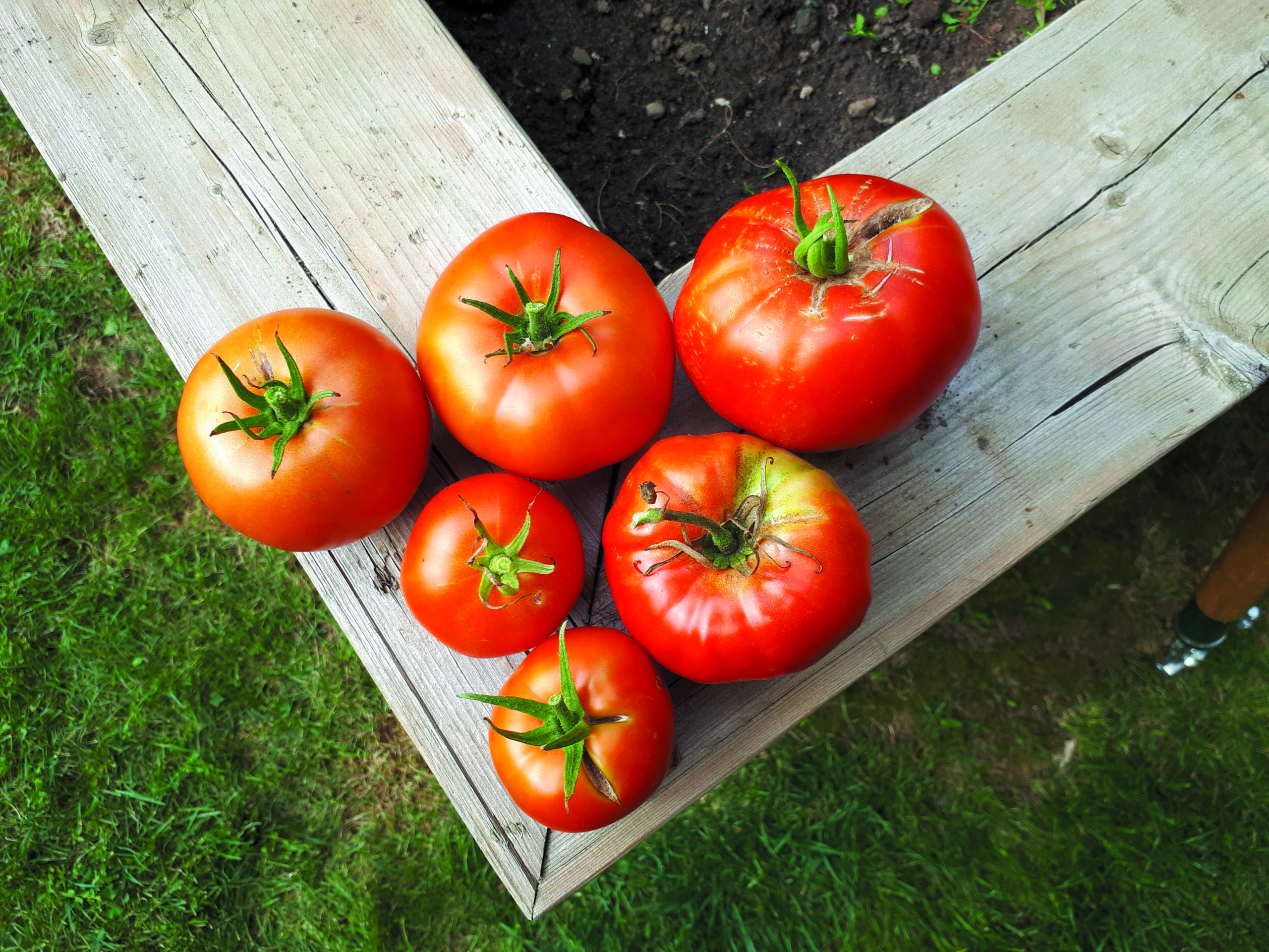 Featured image for Get Growing: How much should I harvest?