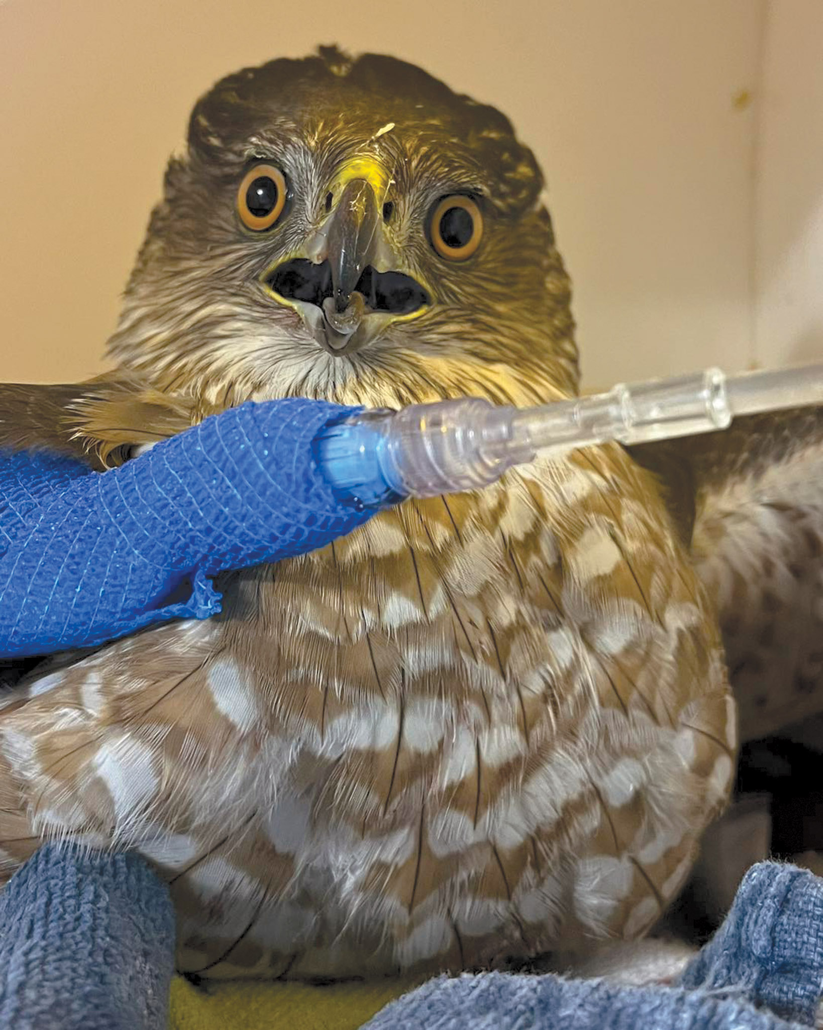 Featured image for Where the Wild Things Are: What’s happening at Hobbitstee Wildlife Refuge?