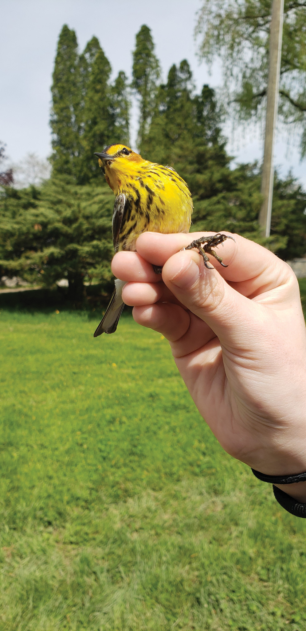 Featured image for Ruthven’s For the Birds flies back into town!