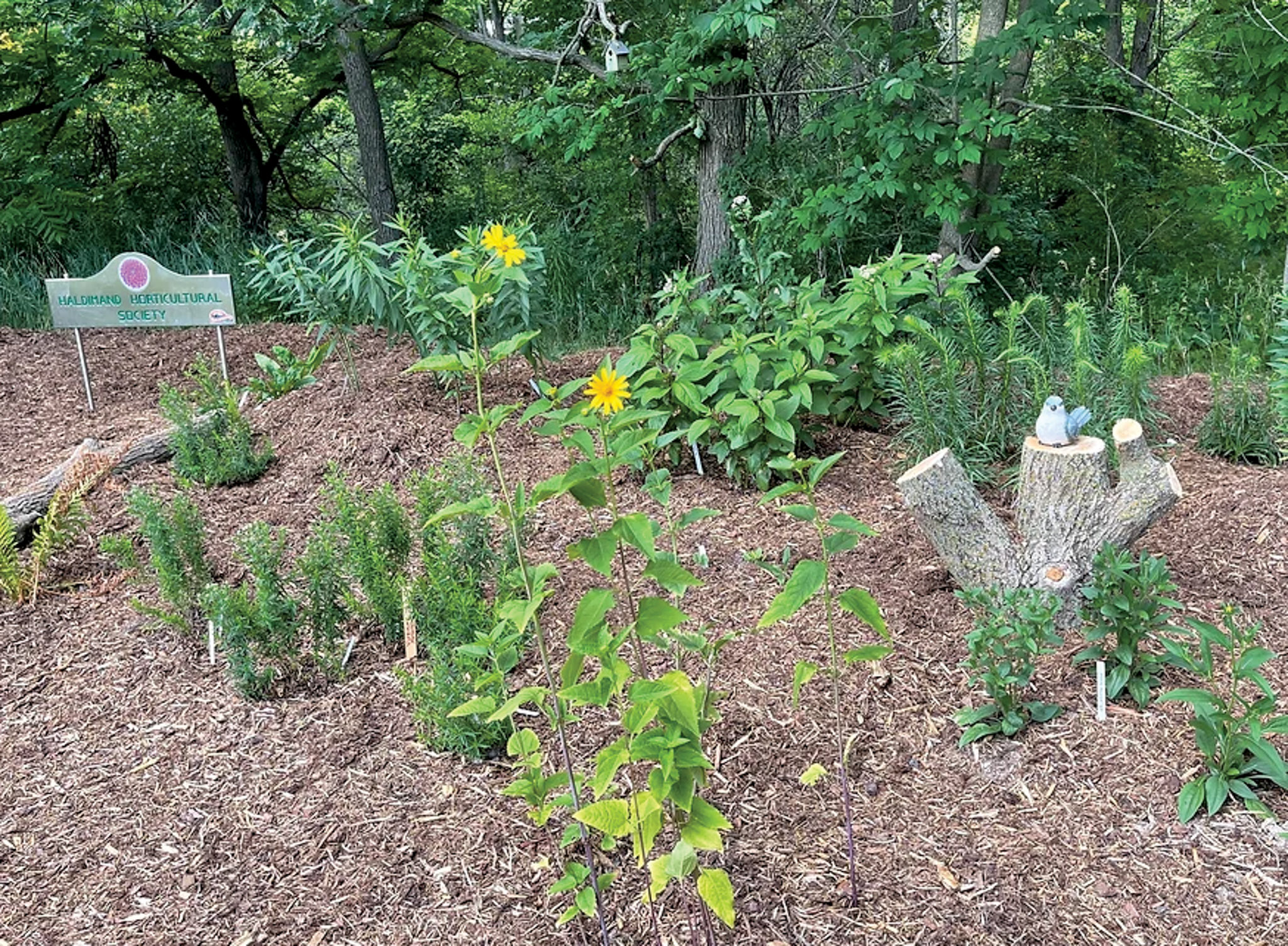 Featured image for Discovering service clubs in Haldimand County and how to get involved: Horticultural Societies