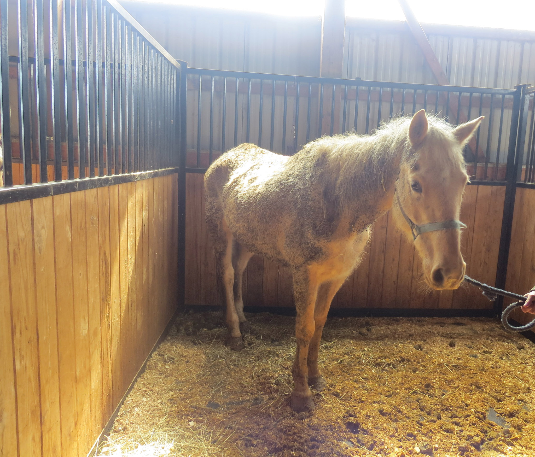 Featured image for Local rescue behind rehab of 20 horses from Elgin farm