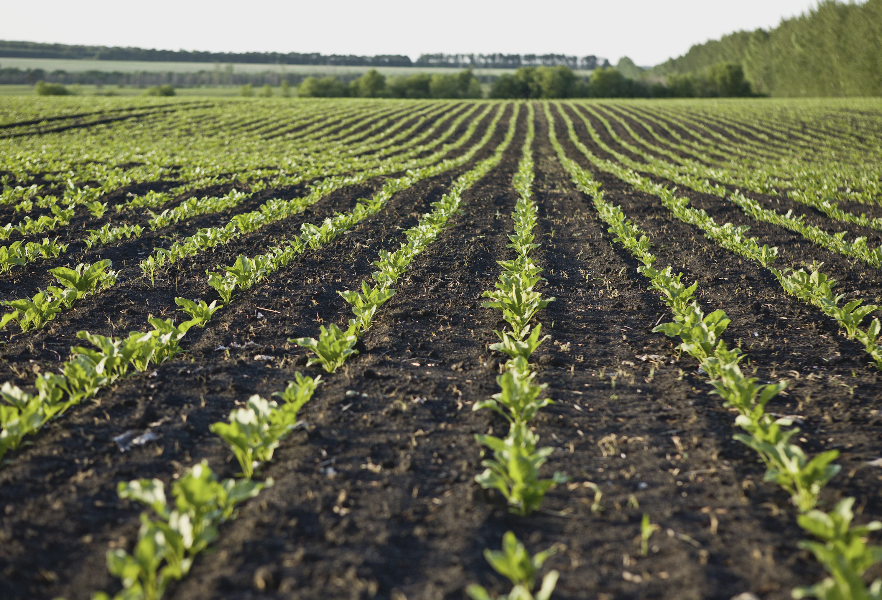 Featured image for Ontarians sign on to Home Grown to show support for farmland preservation