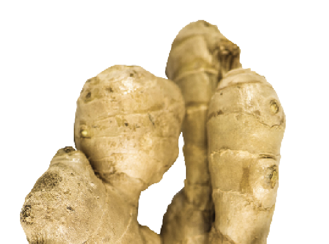 Featured image for Get Growing—All about ginger