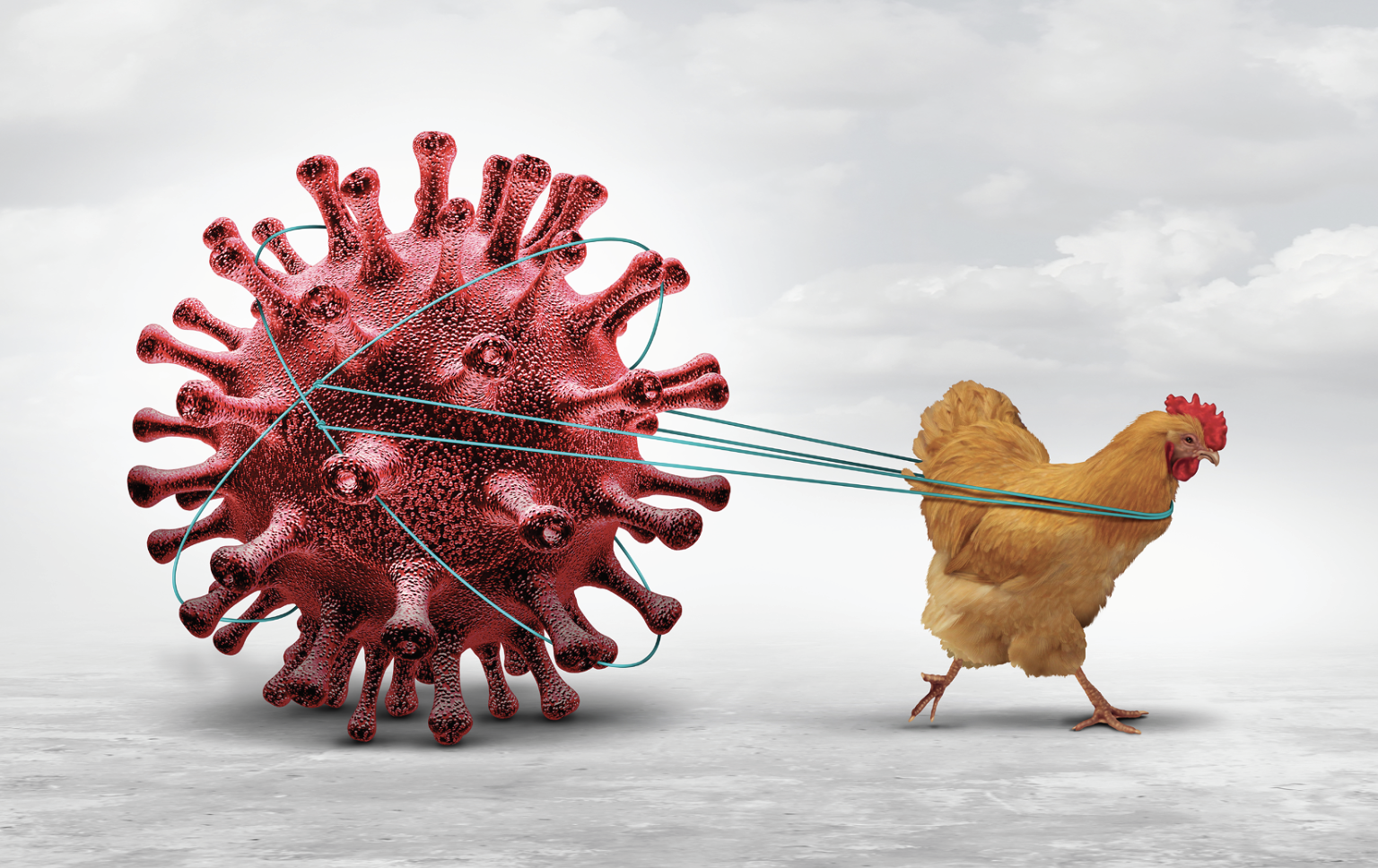 Featured image for Avian Influenza: a looming threat to poultry and egg farms