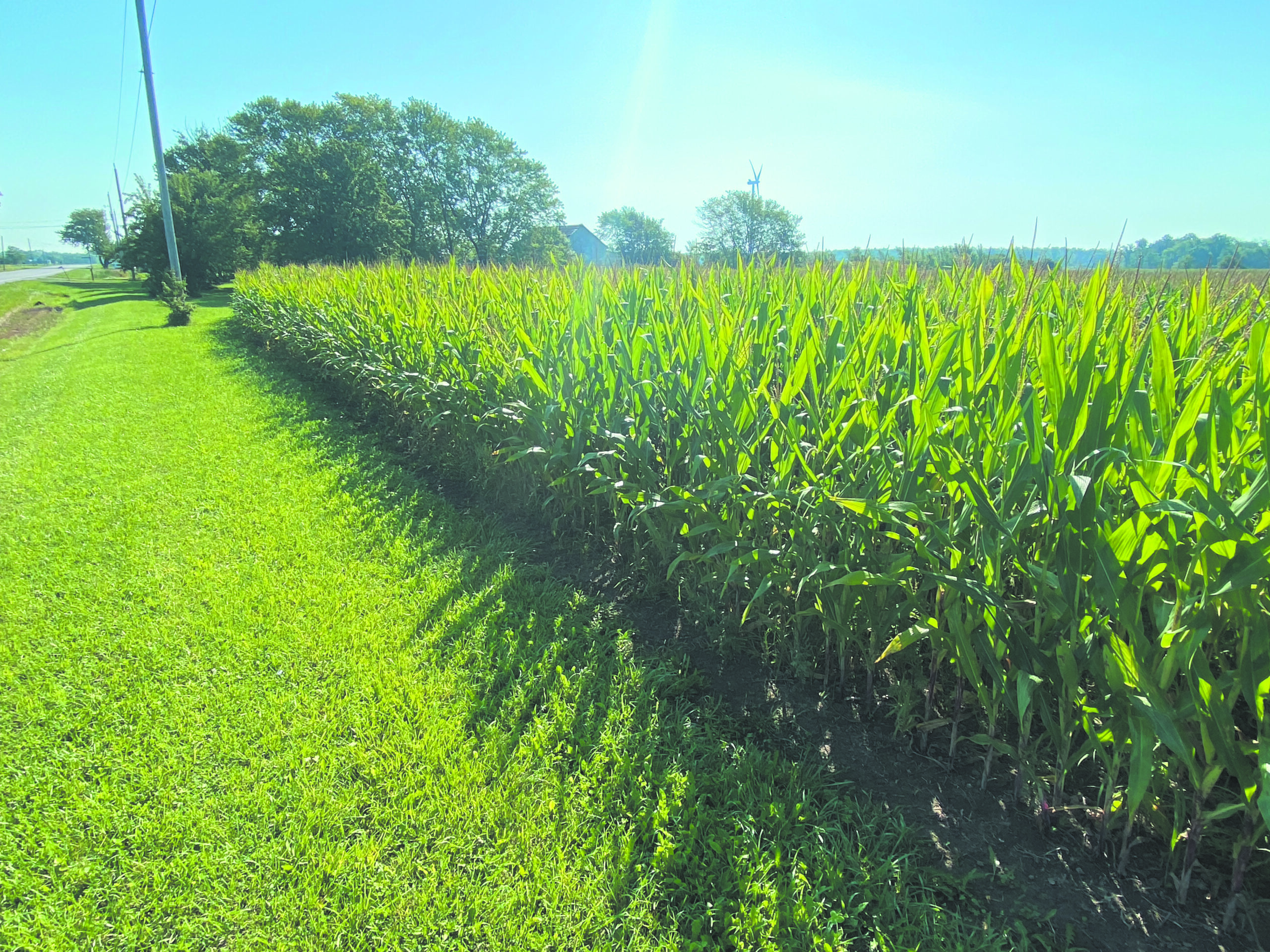 Featured image for Farming in Haldimand: 2023 Harvest report card